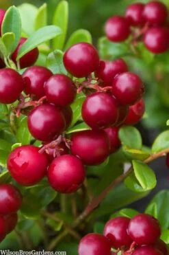 Red Candy Ligonberry (Vaccinum Vitis-idaea) - 1 Gallon -Garden Plants Shop vaccinum vitis idaea red candy ligonberry 2