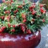 Red Candy Ligonberry (Vaccinum Vitis-idaea) - 1 Gallon 2 Red Candy Ligonberry (Vaccinum Vitis-idaea) - 1 Gallon -Garden Plants Shop vaccinum vitis idaea red candy ligonberry 3