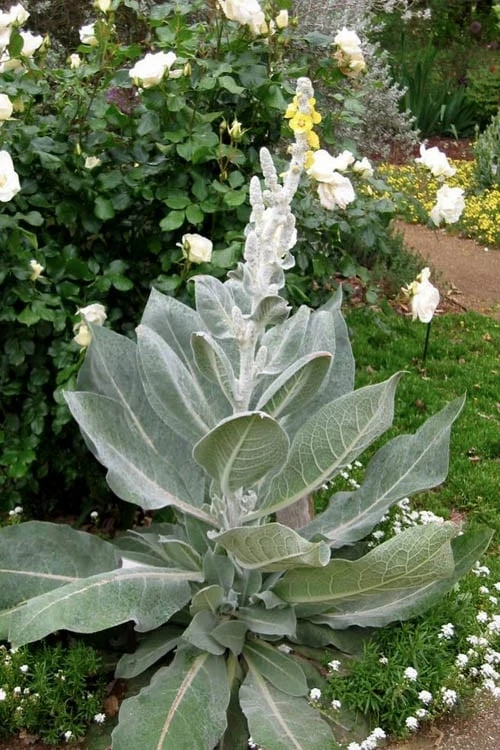 Giant Silver Mullien (Verbascum Bombyciferum) - 1 Gallon Pot 8 Giant Silver Mullien (Verbascum Bombyciferum) - 1 Gallon Pot - Image 6