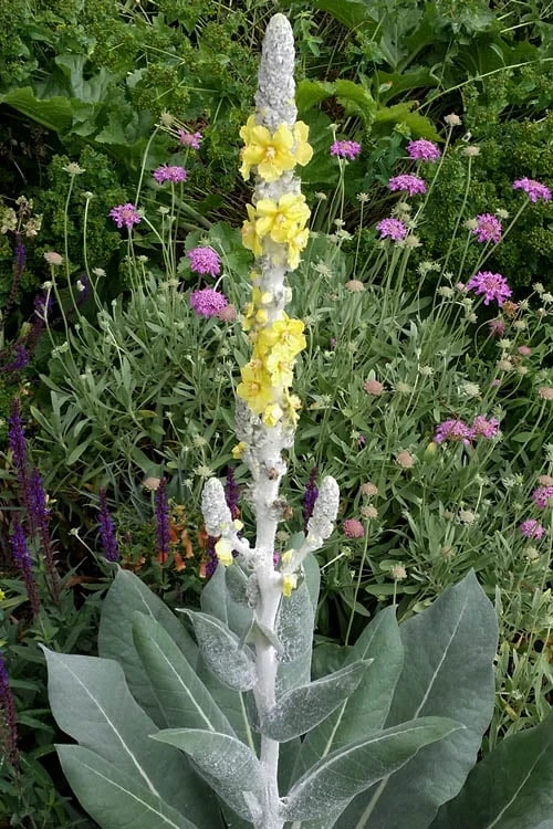 Giant Silver Mullien (Verbascum Bombyciferum) - 1 Gallon Pot 9 Giant Silver Mullien (Verbascum Bombyciferum) - 1 Gallon Pot - Image 7