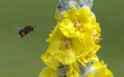 Giant Silver Mullien (Verbascum Bombyciferum) - 1 Gallon Pot 15 Giant Silver Mullien (Verbascum Bombyciferum) - 1 Gallon Pot -Garden Plants Shop verbascum bombyciferum giant silver mullien 7