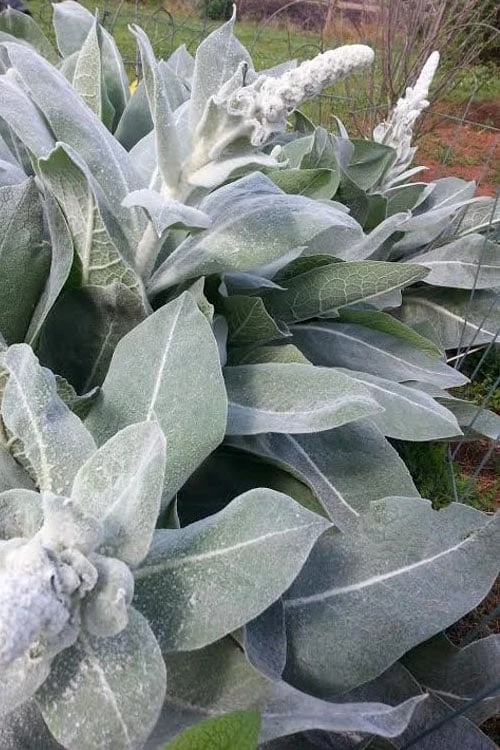Giant Silver Mullien (Verbascum Bombyciferum) - 1 Gallon Pot 10 Giant Silver Mullien (Verbascum Bombyciferum) - 1 Gallon Pot - Image 8