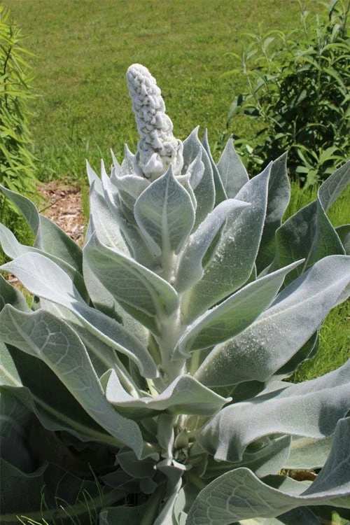 Giant Silver Mullien (Verbascum Bombyciferum) - 1 Gallon Pot 3 Giant Silver Mullien (Verbascum Bombyciferum) - 1 Gallon Pot