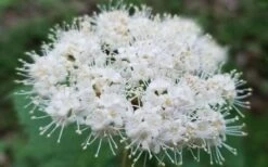 Maple Leaf Viburnum - 1 Gallon Pot -Garden Plants Shop viburnum acerifolium maple leaf 15