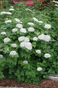 Maple Leaf Viburnum - 1 Gallon Pot -Garden Plants Shop viburnum acerifolium maple leaf 16