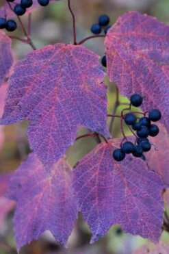 Maple Leaf Viburnum - 1 Gallon Pot -Garden Plants Shop viburnum acerifolium maple leaf 3