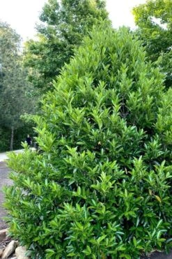 Mirror Leaf Sweet Viburnum - 3 Gallon Pot 10 Mirror Leaf Sweet Viburnum - 3 Gallon Pot -Garden Plants Shop viburnum awabuki chindo 3 1