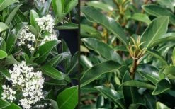 Mirror Leaf Sweet Viburnum - 3 Gallon Pot 11 Mirror Leaf Sweet Viburnum - 3 Gallon Pot -Garden Plants Shop viburnum awabuki chindo 4 1