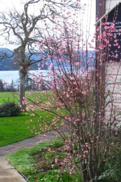 Pink Dawn Fragrant Viburnum - 5 Gallon Pot -Garden Plants Shop viburnum bodnantense dawn 13