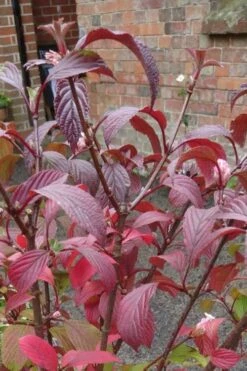 Pink Dawn Fragrant Viburnum - 5 Gallon Pot -Garden Plants Shop viburnum bodnantense dawn 15