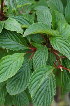 Pink Dawn Fragrant Viburnum - 5 Gallon Pot -Garden Plants Shop viburnum bodnantense dawn 16