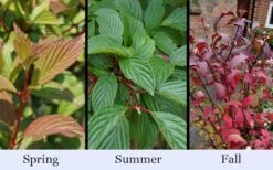 Pink Dawn Fragrant Viburnum - 5 Gallon Pot -Garden Plants Shop viburnum bodnantense dawn 19