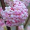 Pink Dawn Fragrant Viburnum - 5 Gallon Pot 2 Pink Dawn Fragrant Viburnum - 5 Gallon Pot -Garden Plants Shop viburnum bodnantense dawn 20