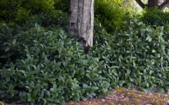 David Viburnum - 3 Gallon Pot -Garden Plants Shop viburnum davidii 12