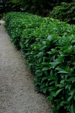 David Viburnum - 3 Gallon Pot -Garden Plants Shop viburnum davidii 17