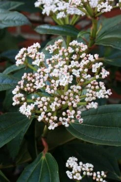 David Viburnum - 3 Gallon Pot -Garden Plants Shop viburnum davidii 5