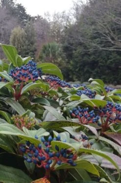 David Viburnum - 3 Gallon Pot -Garden Plants Shop viburnum davidii 6