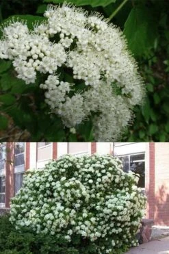 Arrowwood Viburnum - 3 Gallon Pot -Garden Plants Shop viburnum dentatum arrowwood 3