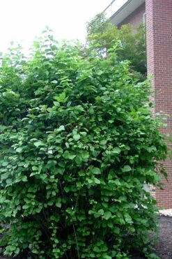 Arrowwood Viburnum - 3 Gallon Pot -Garden Plants Shop viburnum dentatum arrowwood 7