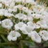 Mohican Arrowwood Viburnum - 6 Gallon Pot (4-5') -Garden Plants Shop viburnum lantana mohican 2