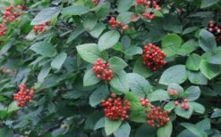 Mohican Arrowwood Viburnum - 6 Gallon Pot (4-5') -Garden Plants Shop viburnum lantana mohican 3