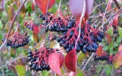 Nannyberry Viburnum - 1 Gallon Pot -Garden Plants Shop viburnum lentago nannyberry 2 2