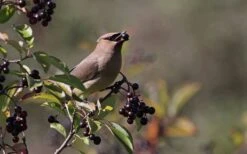Nannyberry Viburnum - 3 Gallon Pot -Garden Plants Shop viburnum lentago nannyberry 5 1