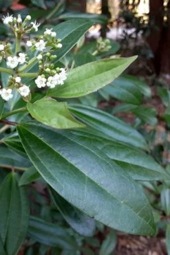 Moonlit Lace Viburnum - 7 Gallon Pot -Garden Plants Shop viburnum moonlit lace 5 2