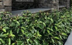 Moonlit Lace Viburnum - 6 Pack Of 1 Gallon Pots -Garden Plants Shop viburnum moonlit lace 9 1