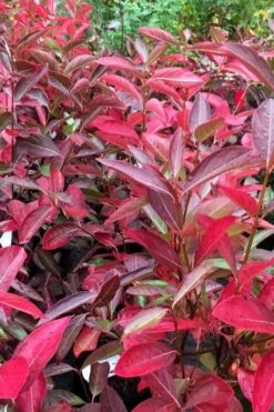 Winterthur Viburnum - 3 Gallon Pot -Garden Plants Shop viburnum nudum winterthur 100 1