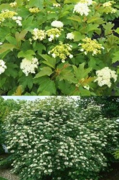 Dwarf European Cranberry Bush - 5 Gallon Pot 19 Dwarf European Cranberry Bush - 5 Gallon Pot -Garden Plants Shop viburnum opulus compactum dwarf european cranberry bush 10 1