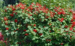 Dwarf European Cranberry Bush - 5 Gallon Pot 16 Dwarf European Cranberry Bush - 5 Gallon Pot -Garden Plants Shop viburnum opulus compactum dwarf european cranberry bush 2 1