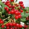 Dwarf European Cranberry Bush - 1 Gallon Pot -Garden Plants Shop viburnum opulus compactum dwarf european cranberry bush 9