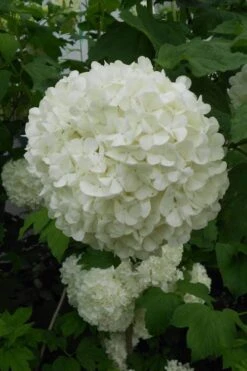 Eastern Snowball Viburnum Bush - 3 Gallon Pot -Garden Plants Shop viburnum opulus sterile eastern snowball 3 1