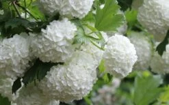 Eastern Snowball Viburnum Bush - 3 Gallon Pot -Garden Plants Shop viburnum opulus sterile eastern snowball 4 1