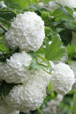 Eastern Snowball Viburnum Bush - 1 Gallon Pot -Garden Plants Shop viburnum opulus sterile eastern snowball 5