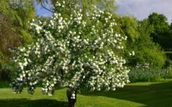 Eastern Snowball Viburnum Bush - 1 Gallon Pot -Garden Plants Shop viburnum opulus sterile eastern snowball 9