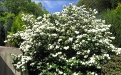 Japanese Snowball Bush (Viburnum Plicatum) - 2 Gallon Pot -Garden Plants Shop viburnum plicatum japanese snowball bush flowers 15