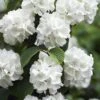 Japanese Snowball Bush (Viburnum Plicatum) - 2 Gallon Pot -Garden Plants Shop viburnum plicatum japanese snowball flowers 14