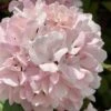 Kern's Pink Snowball Viburnum Bush - 2 Gallon Pot -Garden Plants Shop viburnum plicatum kerns pink snowball 2