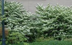 Japanese Doublefile Viburnum - 2 Gallon Pot -Garden Plants Shop viburnum plicatum tomentosum japanese doublefile 1