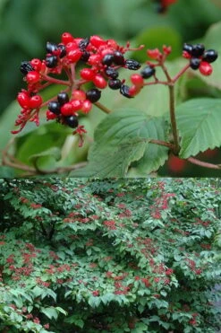 Japanese Doublefile Viburnum - 2 Gallon Pot -Garden Plants Shop viburnum plicatum tomentosum japanese doublefile 2