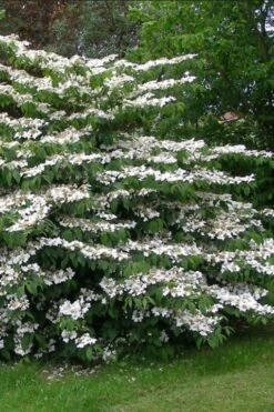 Japanese Doublefile Viburnum - 2 Gallon Pot -Garden Plants Shop viburnum plicatum tomentosum japanese doublefile 5