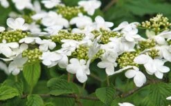 Japanese Doublefile Viburnum - 2 Gallon Pot -Garden Plants Shop viburnum plicatum tomentosum japanese doublefile 6