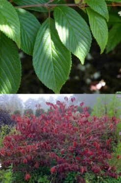 Japanese Doublefile Viburnum - 2 Gallon Pot -Garden Plants Shop viburnum plicatum tomentosum japanese doublefile 9