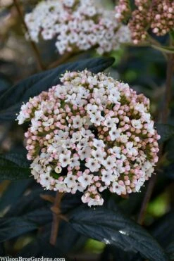 Prague Viburnum - 2.5 Quart Pot -Garden Plants Shop viburnum pragense prague 2