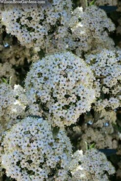 Prague Viburnum - 1 Gallon Pot -Garden Plants Shop viburnum pragense prague 5 1