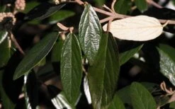 Prague Viburnum - 3 Gallon Pot -Garden Plants Shop viburnum pragense prague 7 2