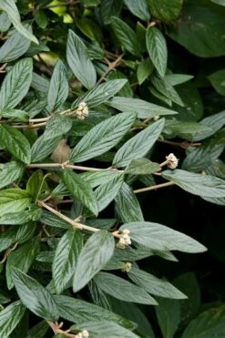 Prague Viburnum - 2.5 Quart Pot -Garden Plants Shop viburnum pragense prague 9