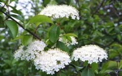 Blackhaw Viburnum - 2 Gallon Pot -Garden Plants Shop viburnum prunifolium black haw 4
